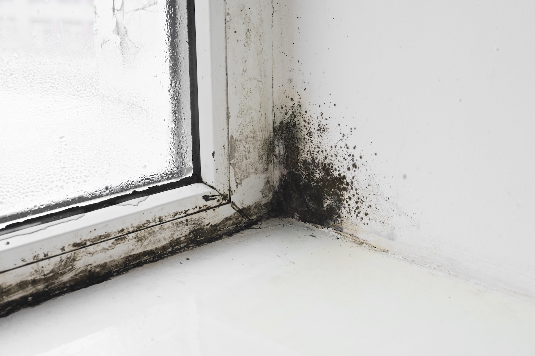 Black mold growth around a commercial window in Las Vegas