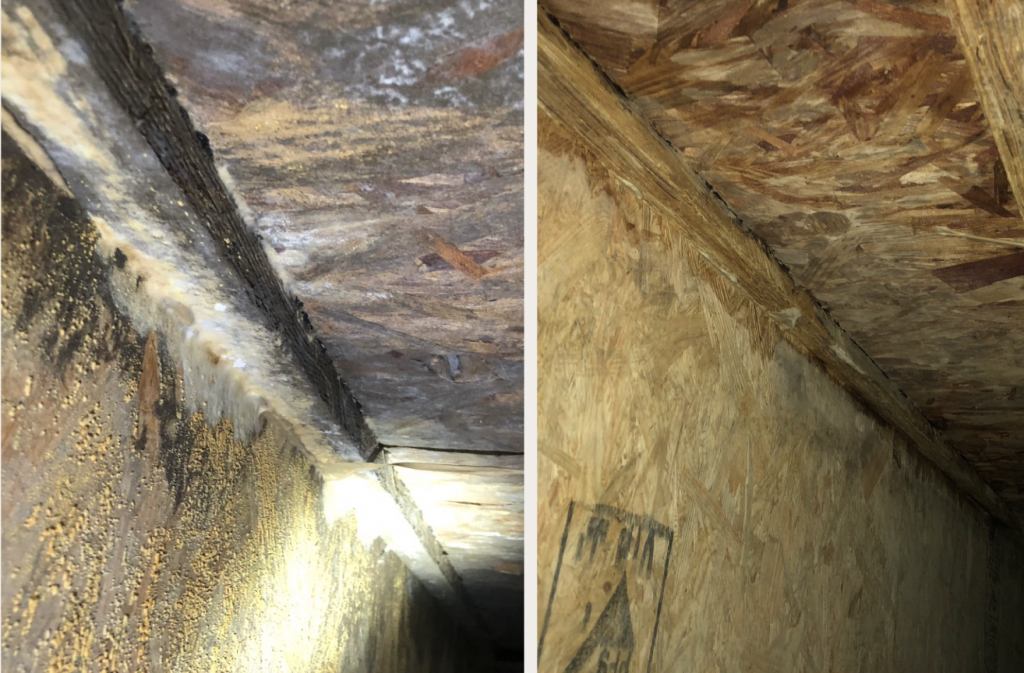 Mold Remediation in Las Vegas, NV